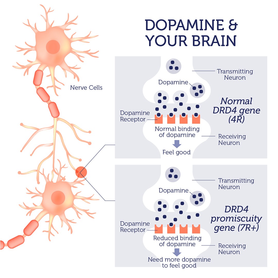 Четыре ген. Ген drd4 7r. Drd4. Drd4 - 4r ген. Drd4 ген авантюризма.