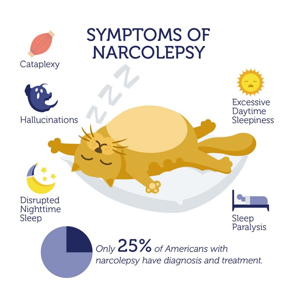 narcolepsy infographic